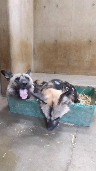 リカオンの出園　輸送箱に慣らしています
