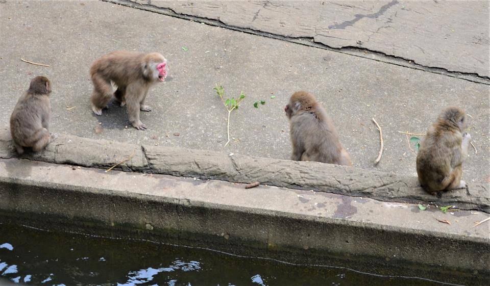 群れの移行3の写真