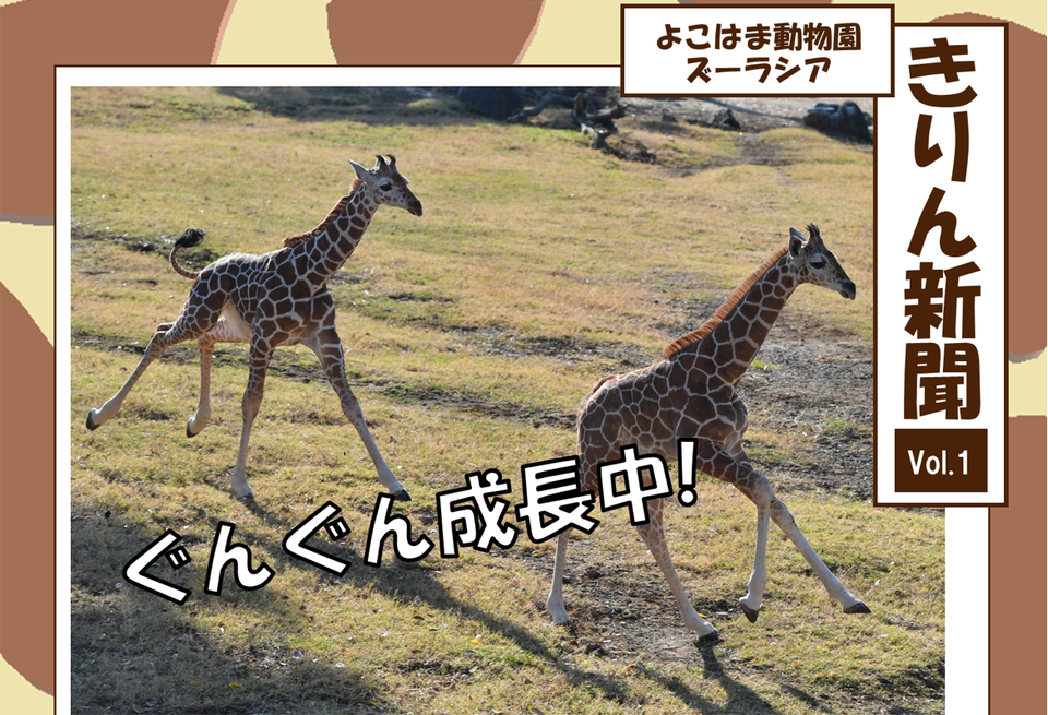 「きりん新聞」はじめました!の写真