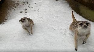 雪が降った~~!