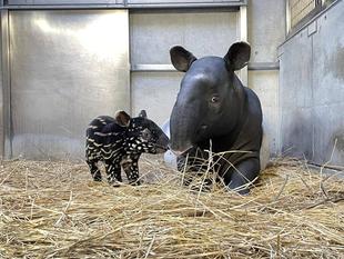 うり坊成長日記　はじめての子育て編