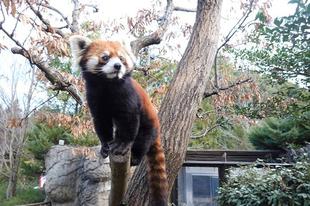 リンゴ捜索中！