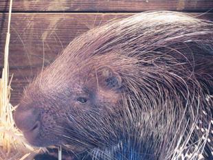 冬は葉っぱがおいしいらしい。