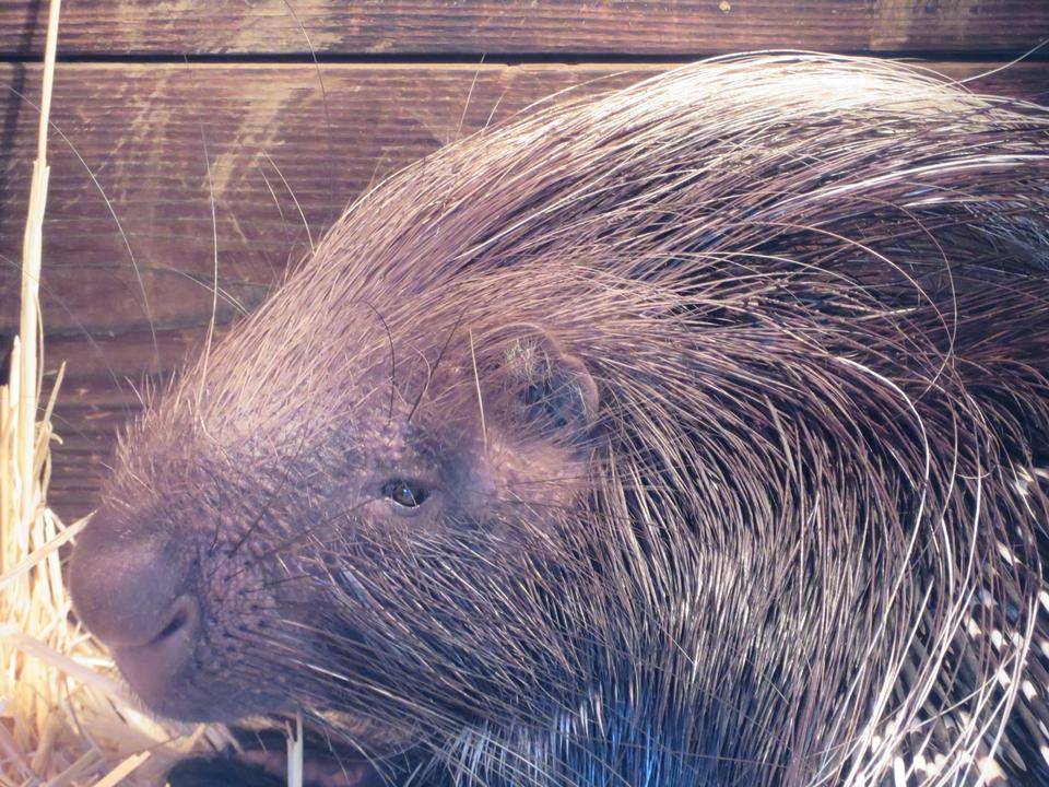 冬は葉っぱがおいしいらしい。の写真
