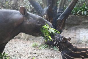うり坊成長日記　いざ、外の世界へ！