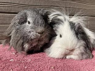 ロン毛モルの憂鬱