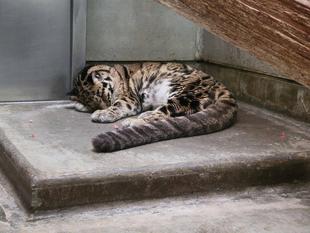 ビックリさせないで、アニル！