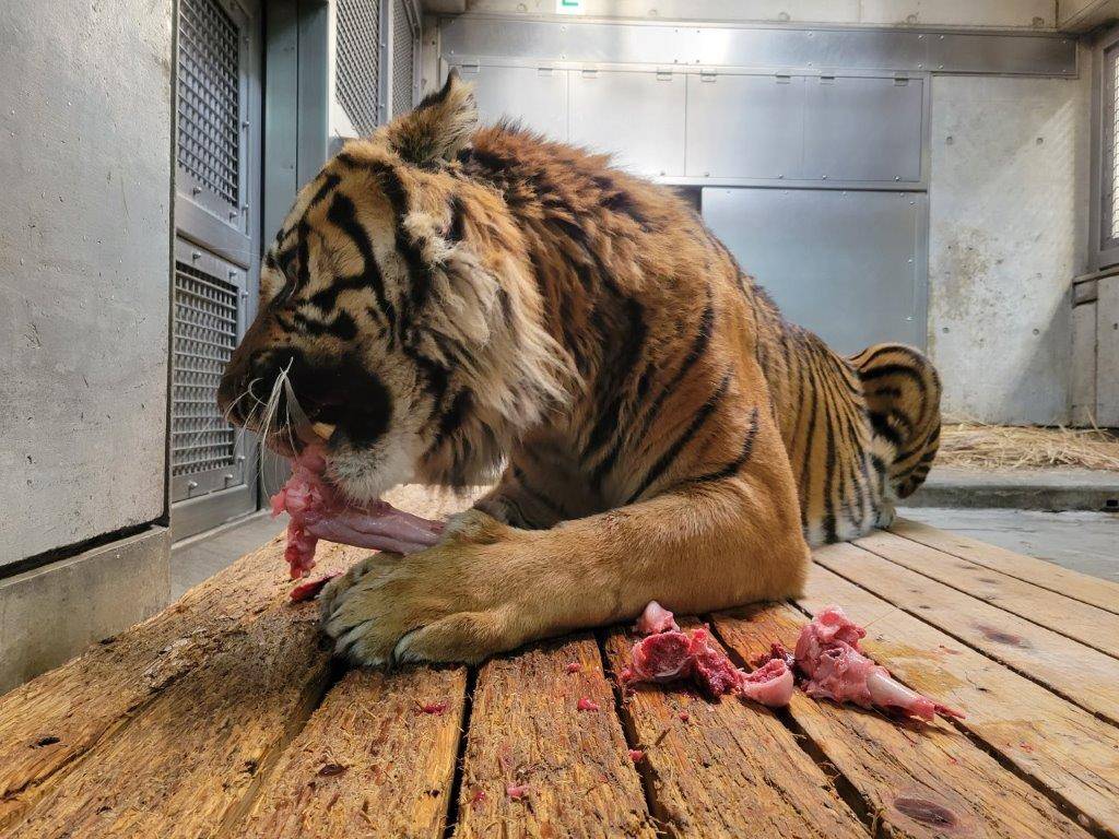 採餌中のガンターの写真
