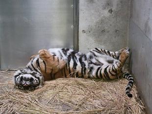 デルもたまには...