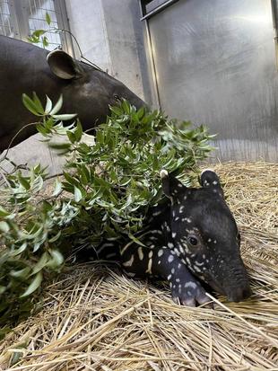 うり坊成長日記　そこで寝るの？編