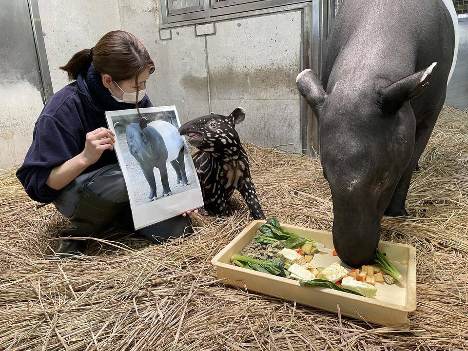うり坊成長日記 家族写真を...編の写真