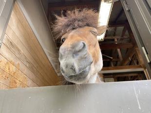 新年度ということで馬たちの紹介をするよー　前編