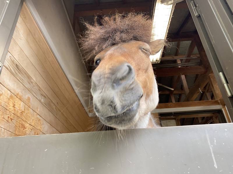 新年度ということで馬たちの紹介をするよー 前編の写真