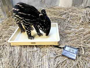 うり坊成長日記　それは嫌なの。編