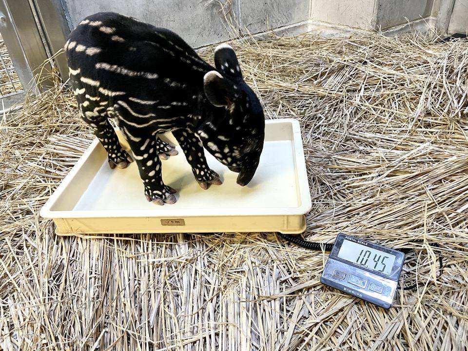 うり坊成長日記 それは嫌なの。編の写真
