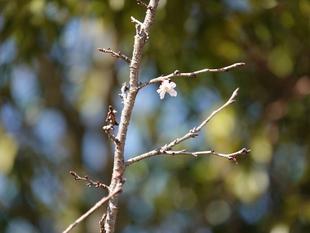 桜情報をお届け①