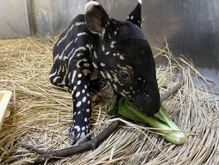 うり坊成長日記　その瞬間は突然に編①