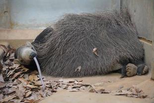 葉っぱの上で寝ています