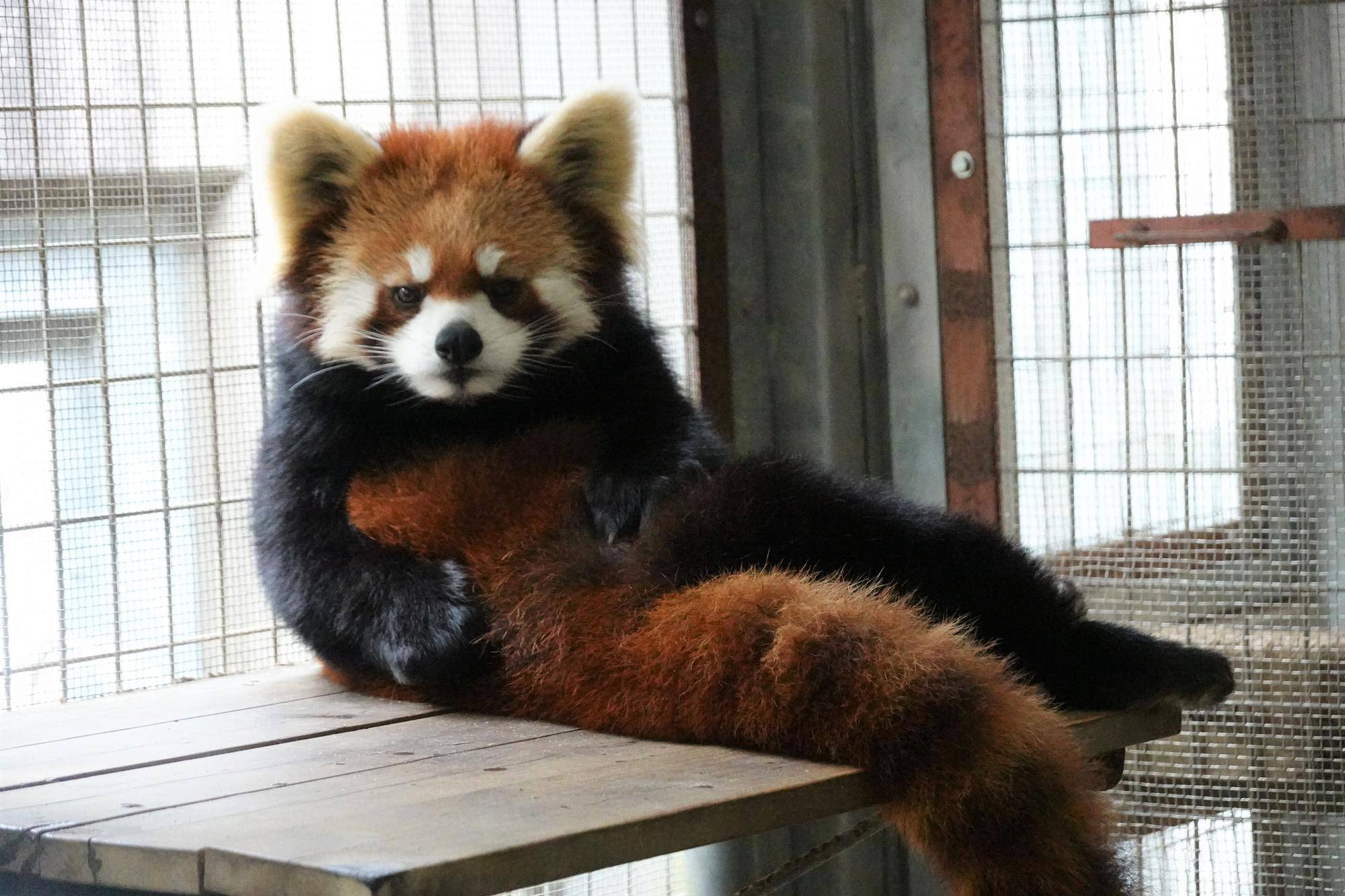 キクとまめたろう④の写真