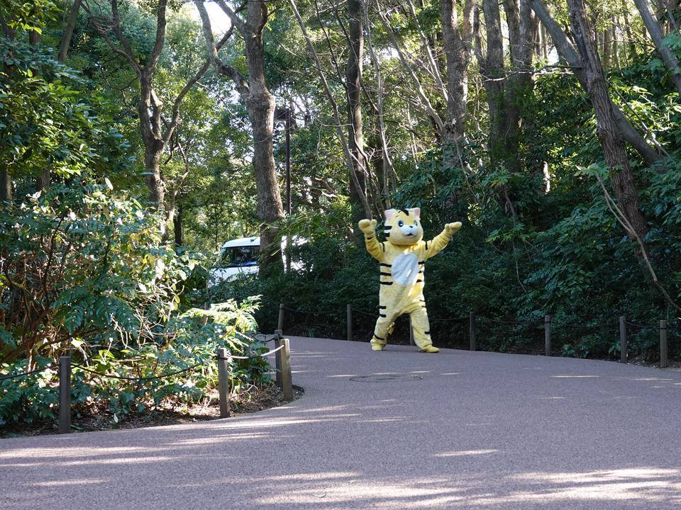 スマトラトラが逃げた!?~ズーラシアの捕獲訓練~の写真