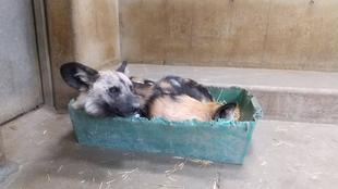 浜松でも元気でね！ロシェとドラジェ