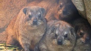 ケープハイラックスの親子