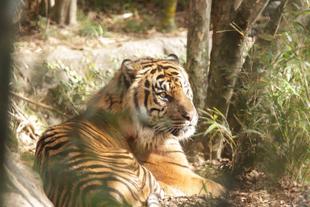 落ち葉の上で休むガンター