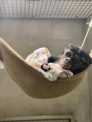 チンパンジーの夜の過ごし方