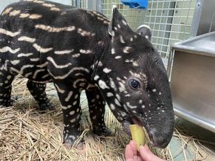 うり坊成長日記　なんとも言えないお顔編