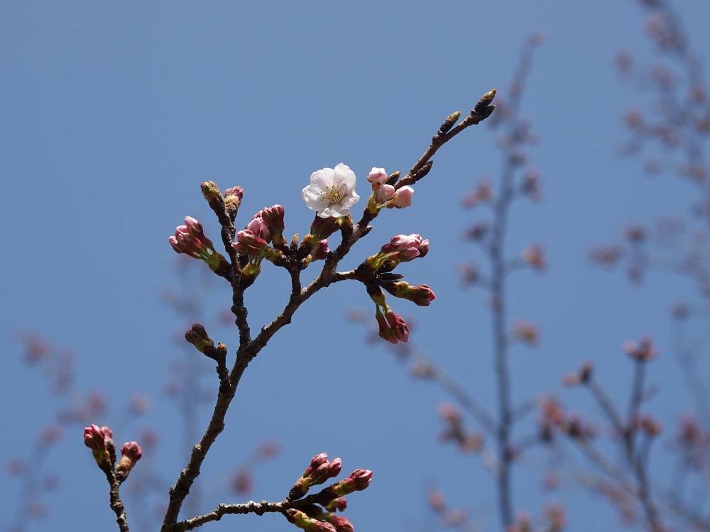 桜情報をお届け⑥の写真