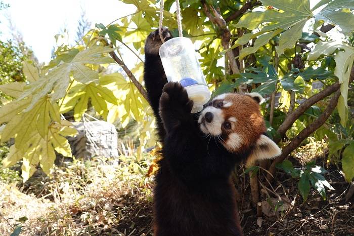 リンゴー!!!!の写真