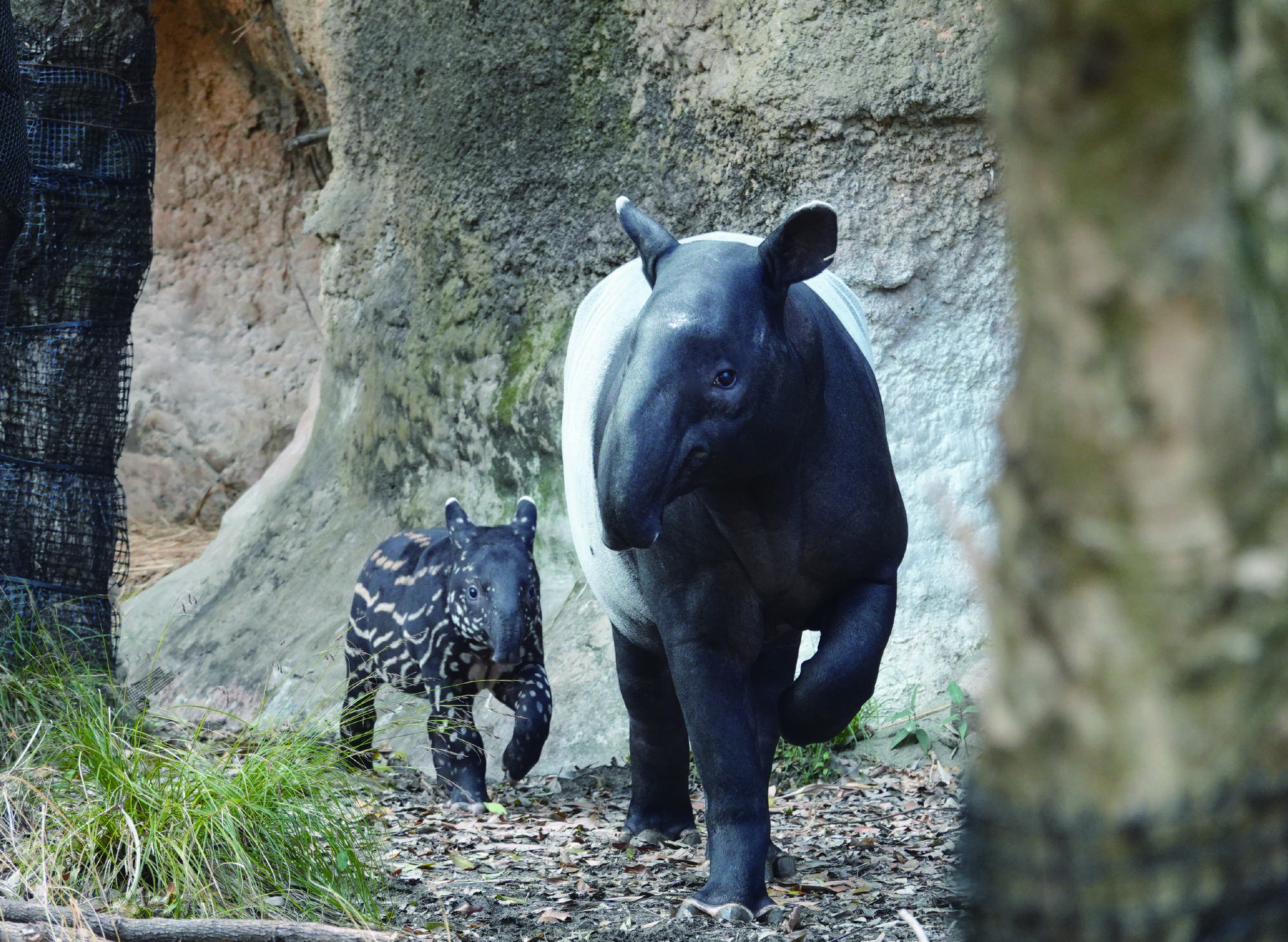 バクとウマの写真