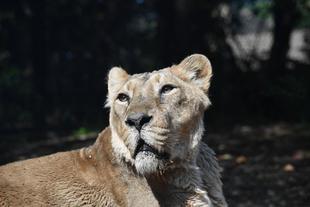 ガウリーありがとう