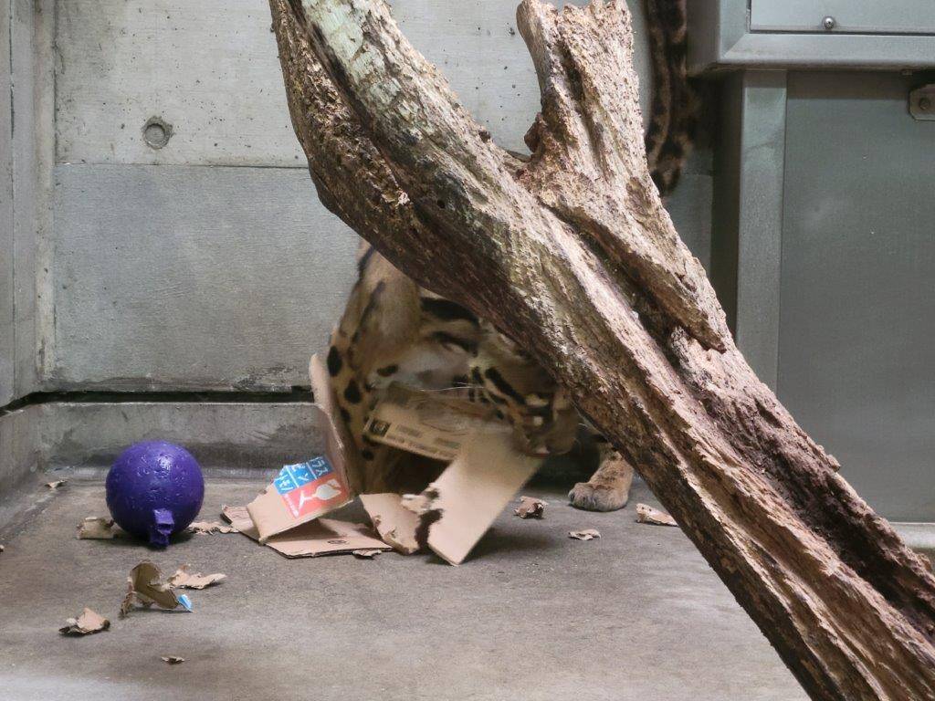 複合技で!の写真
