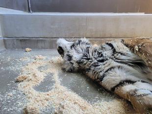 デルのサブ運動場にチップを敷いてみたら・・・