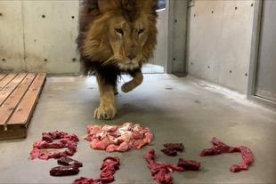 シドウの成長!