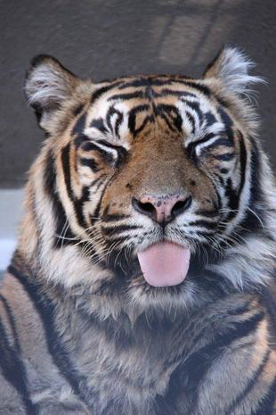 舌をしまい忘れがち・・・