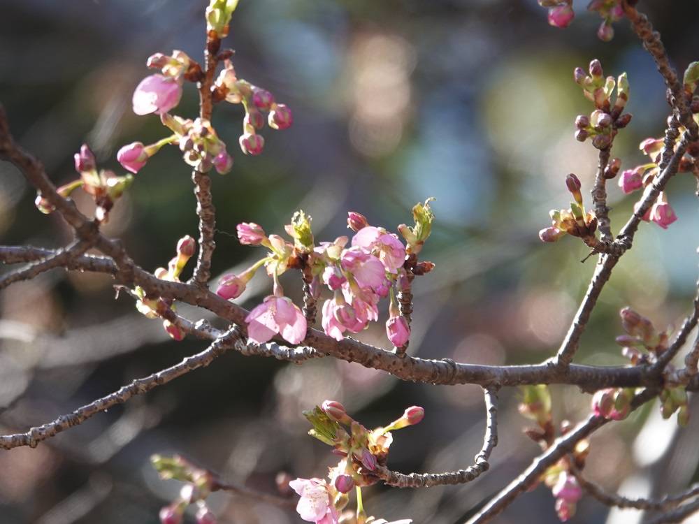 桜開花情報をお届け②の写真