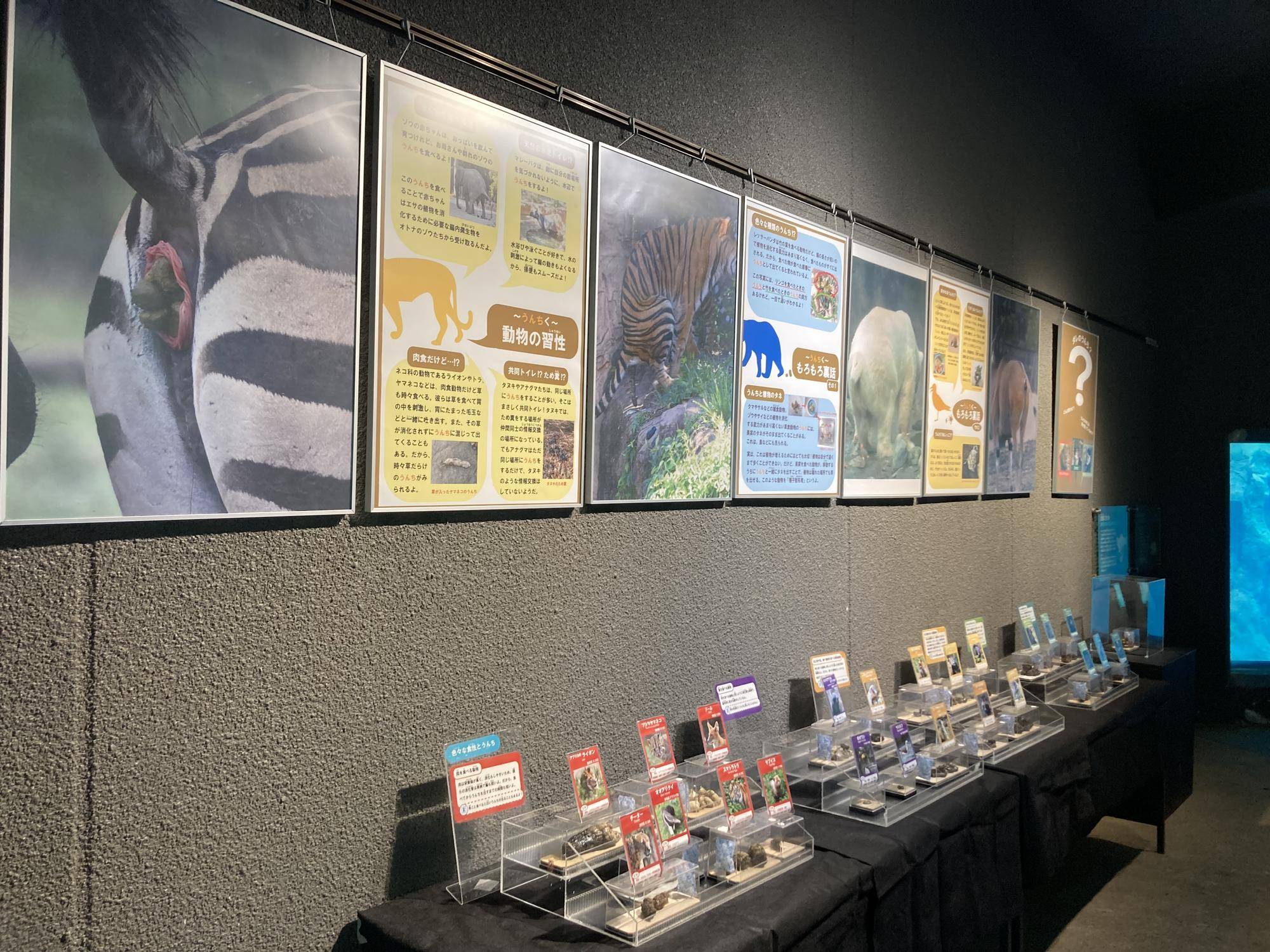 大うんち展開催中!の写真