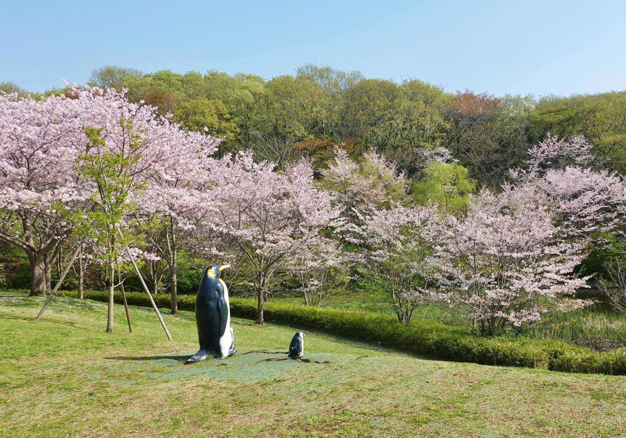 ズーラシア ガーデンパーティー 春のおハナ見 イベント 講座 教室情報 よこはま動物園ズーラシア公式サイト 公益財団法人 横浜市緑の協会