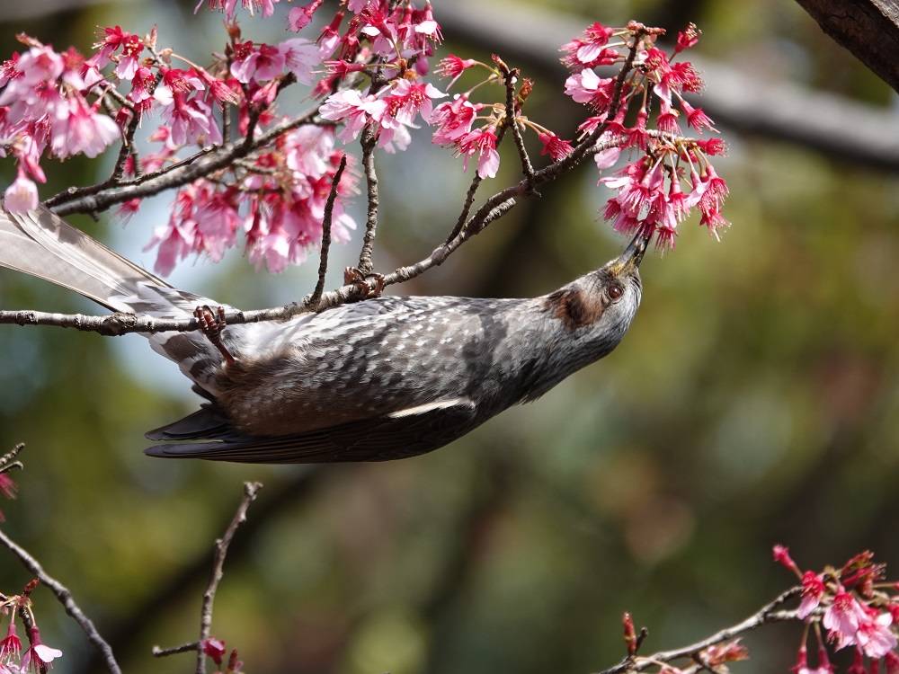 桜情報をお届け⑤の写真