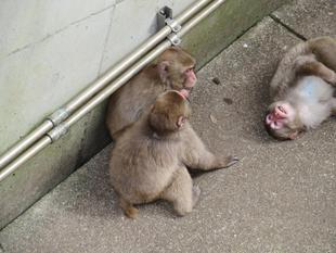 断念した 個体識別フローチャート3