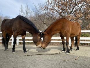 新年度ということで馬たちの紹介をするよー　後編