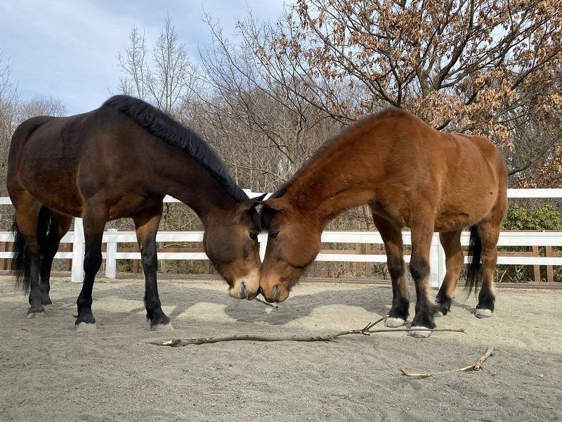 新年度ということで馬たちの紹介をするよー 後編の写真