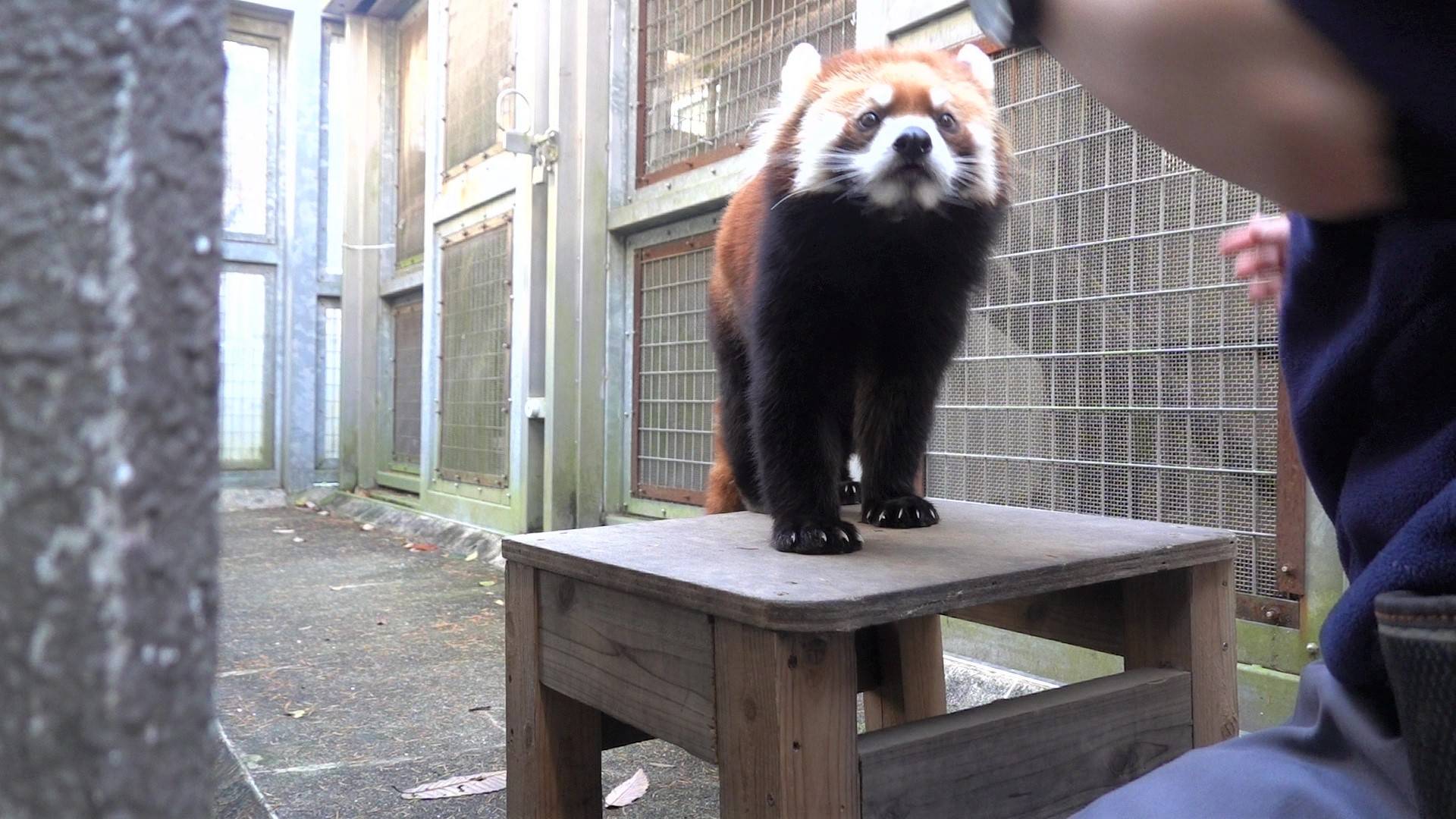 キク、頑張ってますの写真