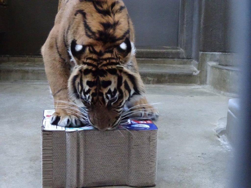 ムジュに遊具を与えたら・・・の写真