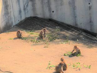 断念した　個体識別フローチャート