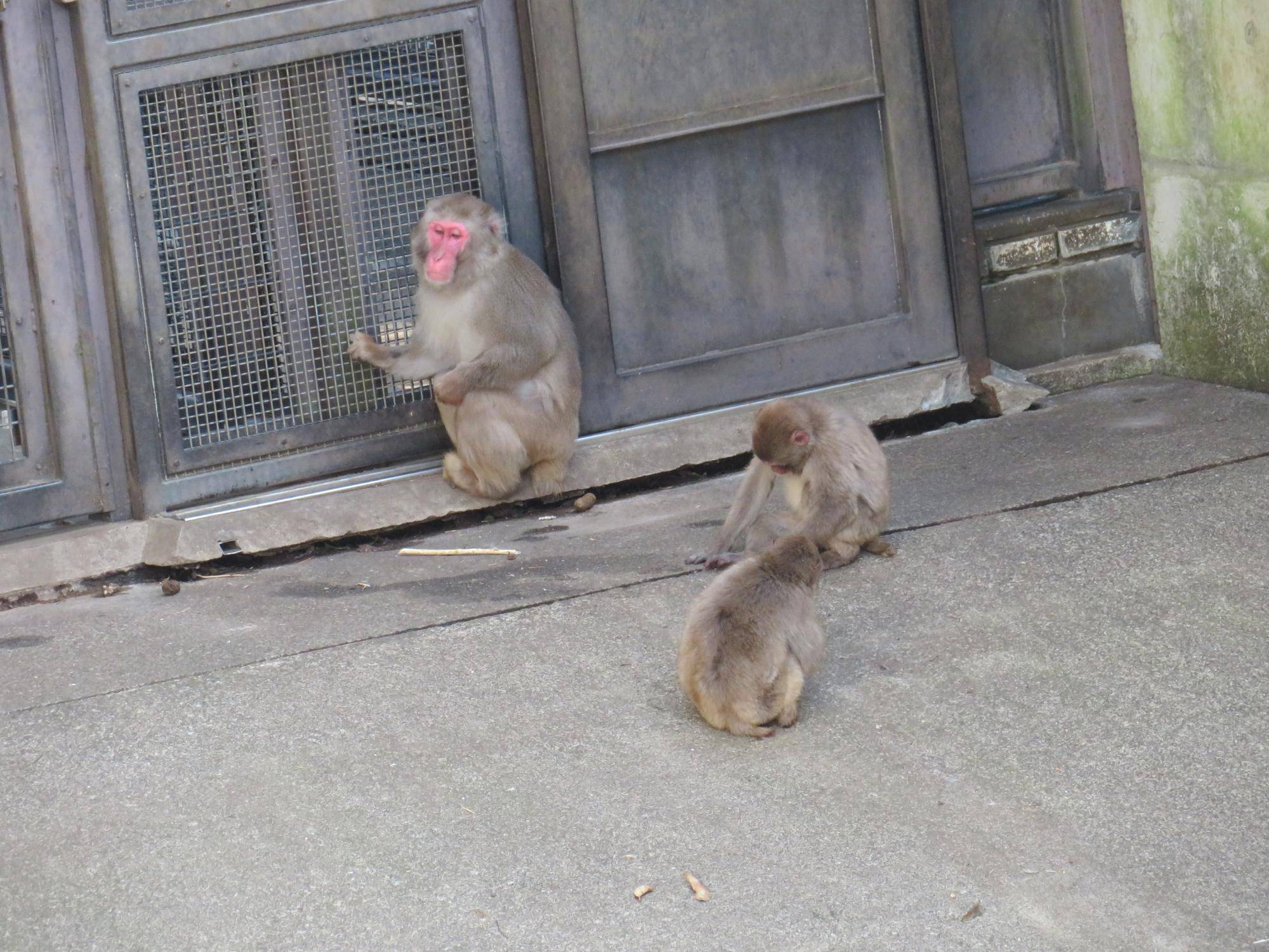 群れの移行4の写真