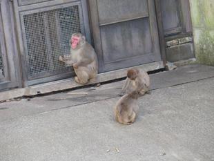 群れの移行4