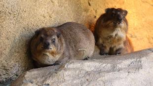 ケープハイラックスの展示が再開しました！